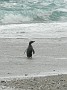 12.40- On apercoit un gorfou des fjordland (Fiordland crested penguin)